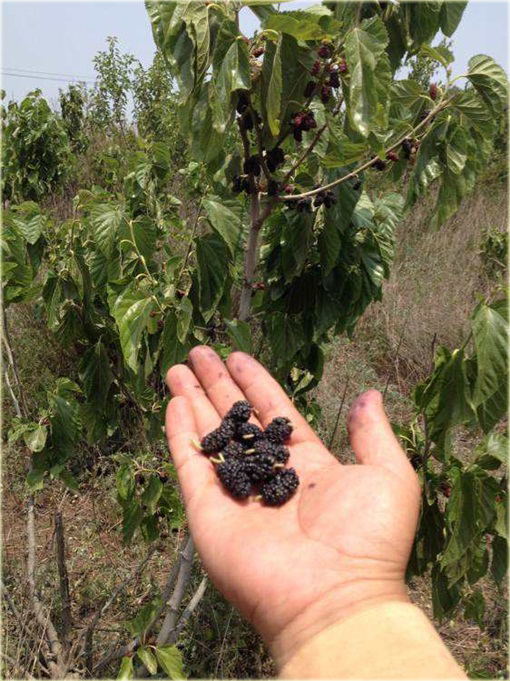 Morwa czarna Potrójna Korona, jeżyna gigant